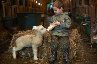 children feeding sheep2
